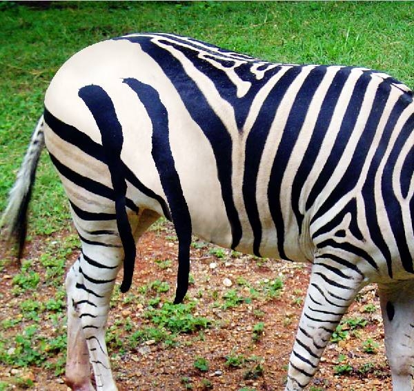 Creation of White Zebra with Black Strips : Step 4